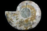 Polished Ammonite Fossil (Half) - Agatized #67895-1